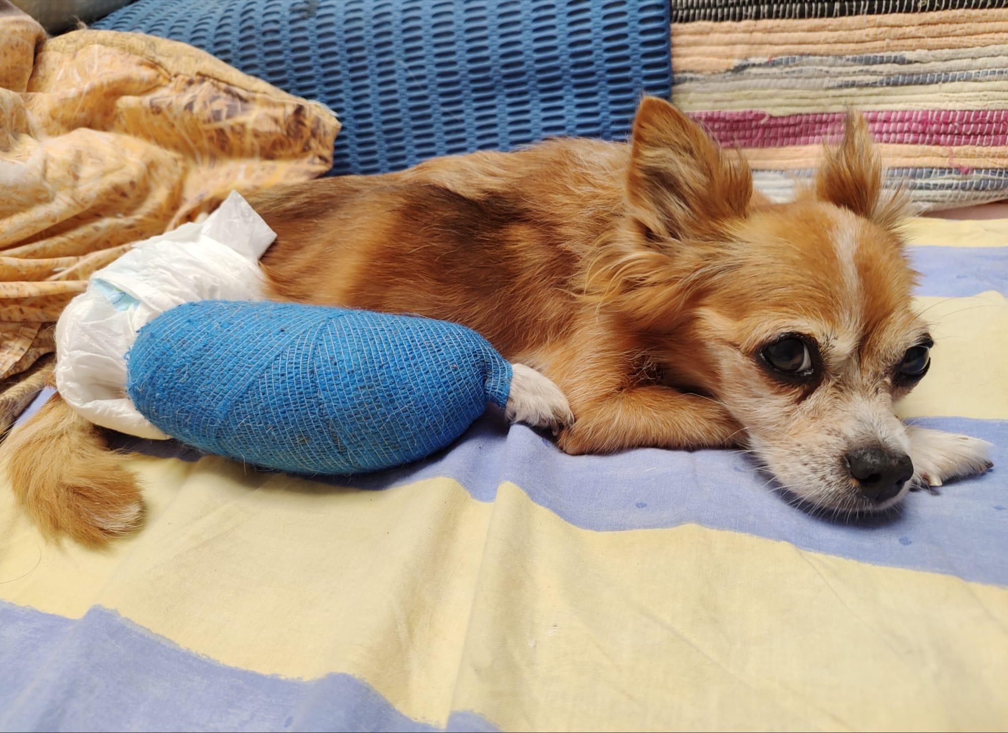 Imagen de la publicación de Adopta Una Vida