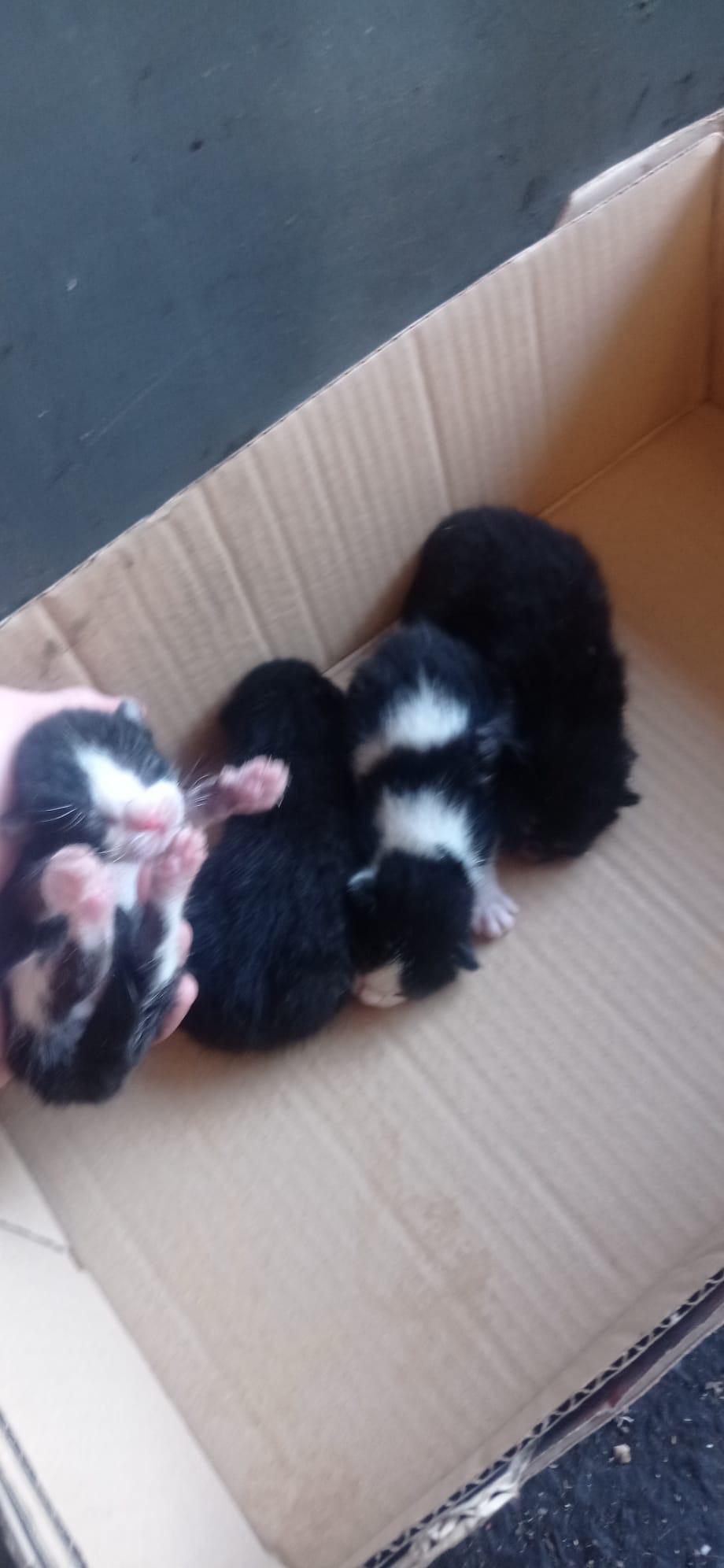 Imagen de la publicación de Adopta Una Vida