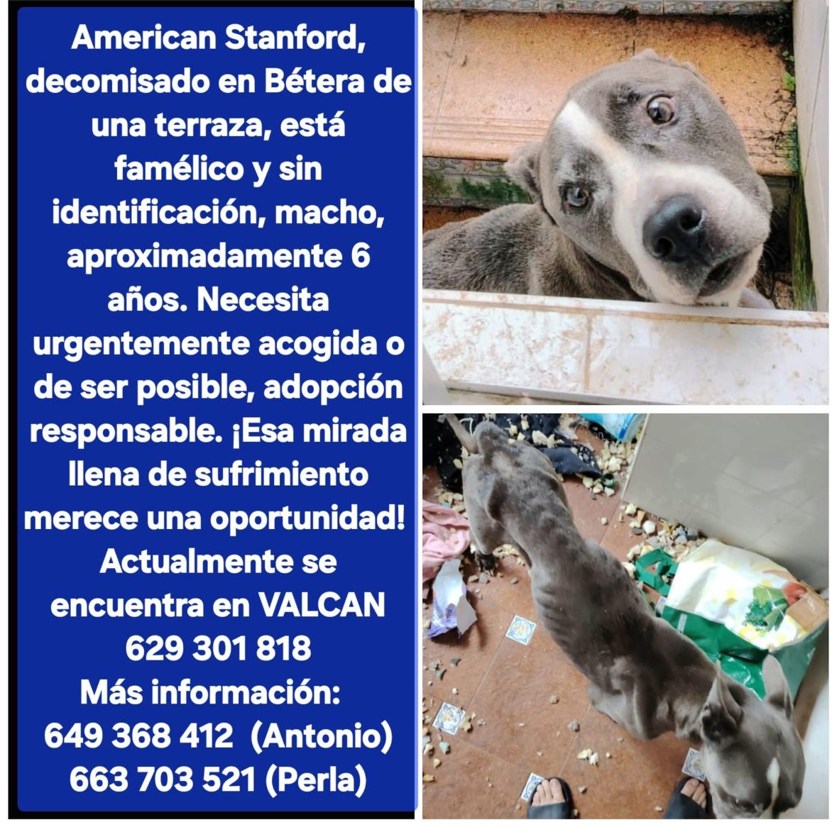 Imagen de la publicación de Adopta Una Vida