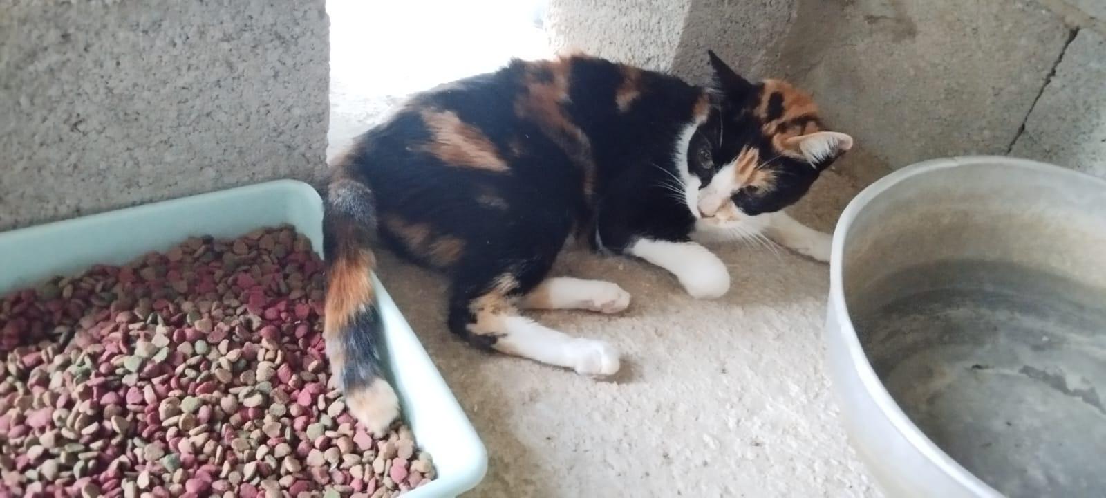Imagen de la publicación de Adopta Una Vida