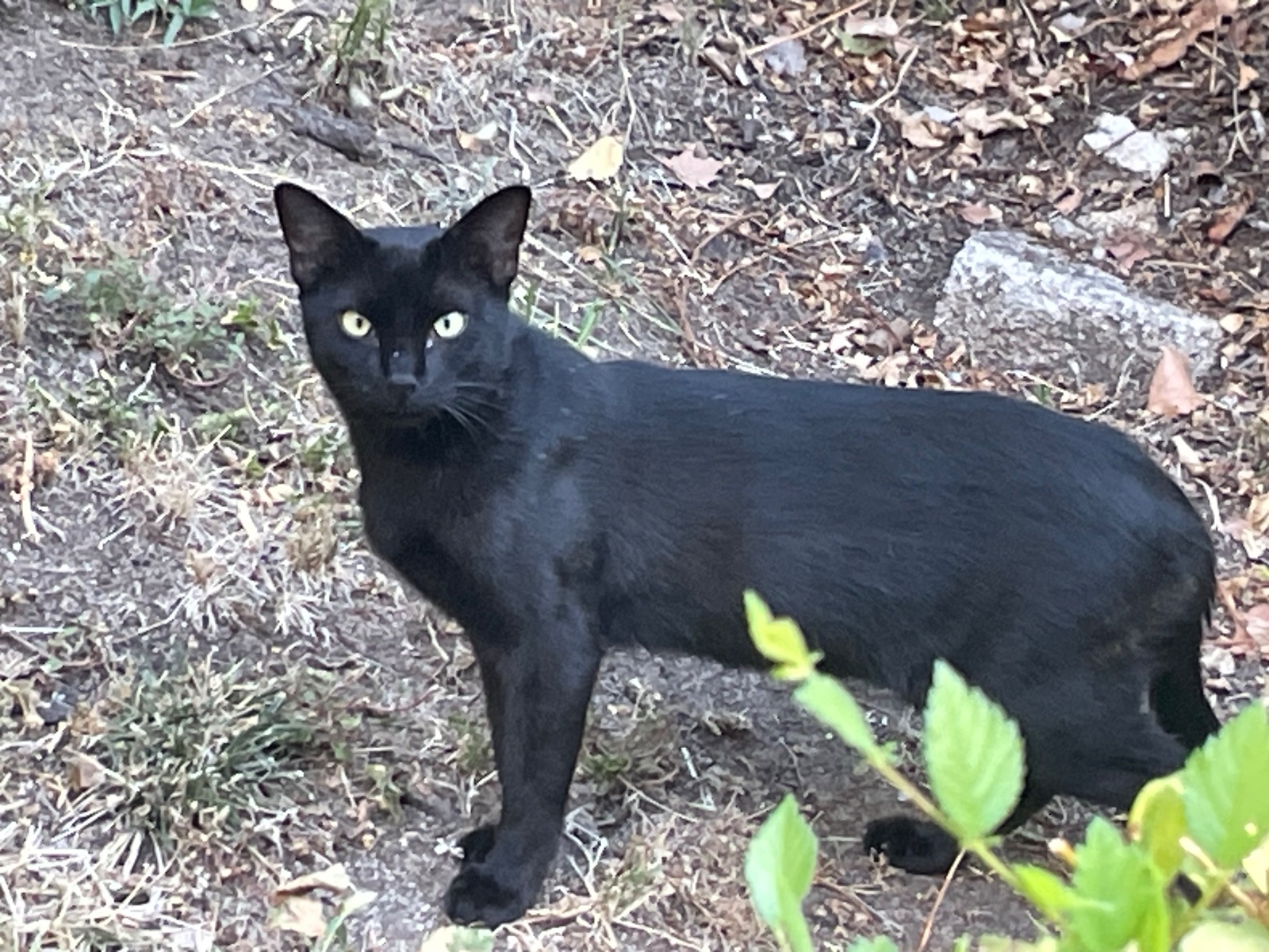 Gatito negro abandonado en calle Codorniz de Madrid
