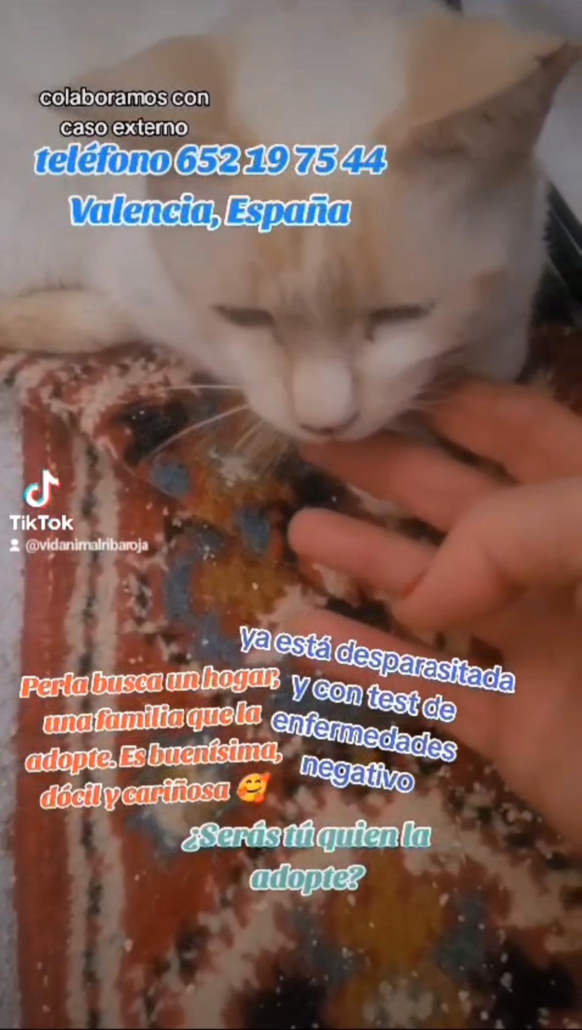 Imagen de la publicación de Adopta Una Vida
