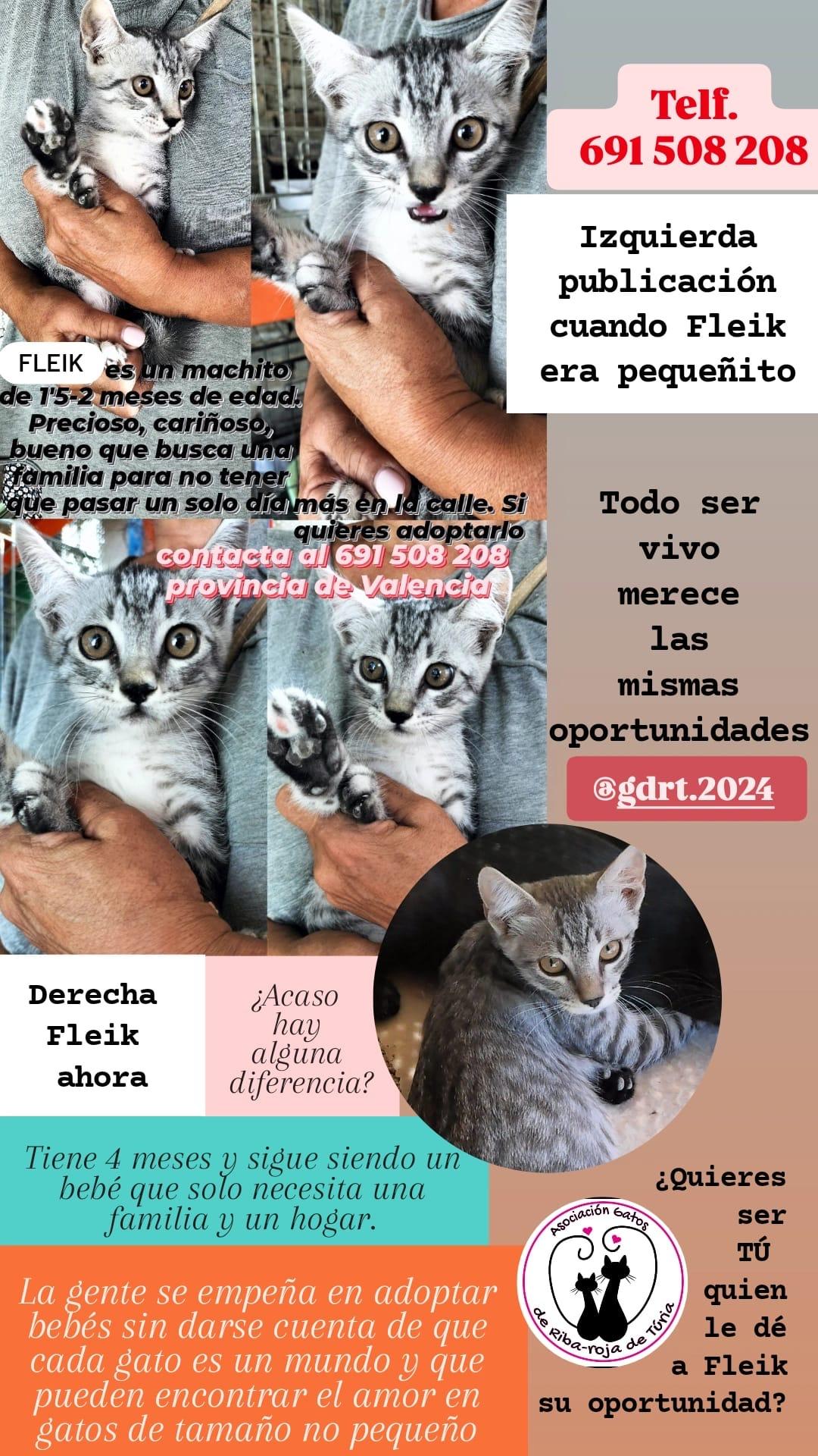 Imagen de la publicación de Adopta Una Vida