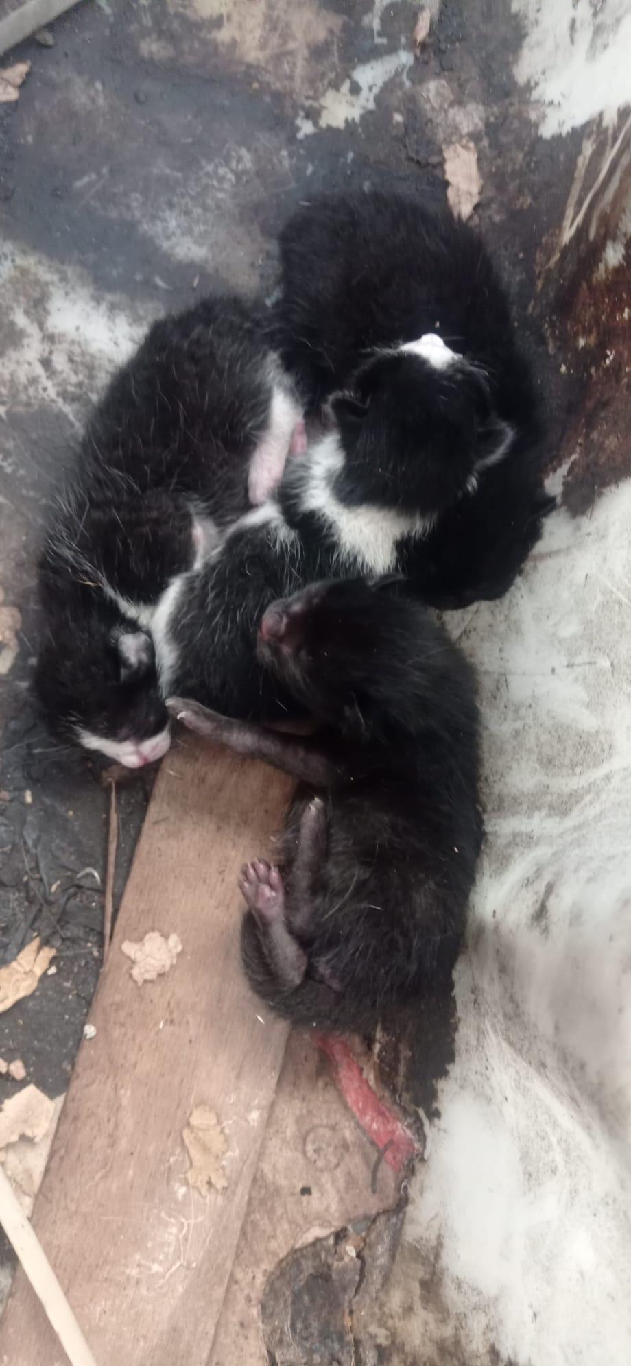 Imagen de la publicación de Adopta Una Vida