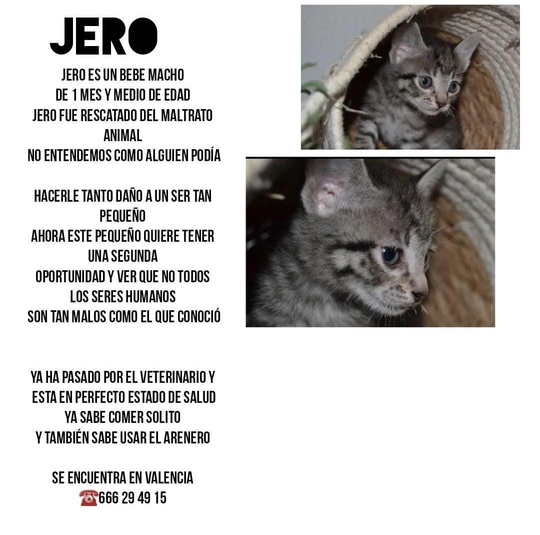 Imagen de la publicación de Adopta Una Vida