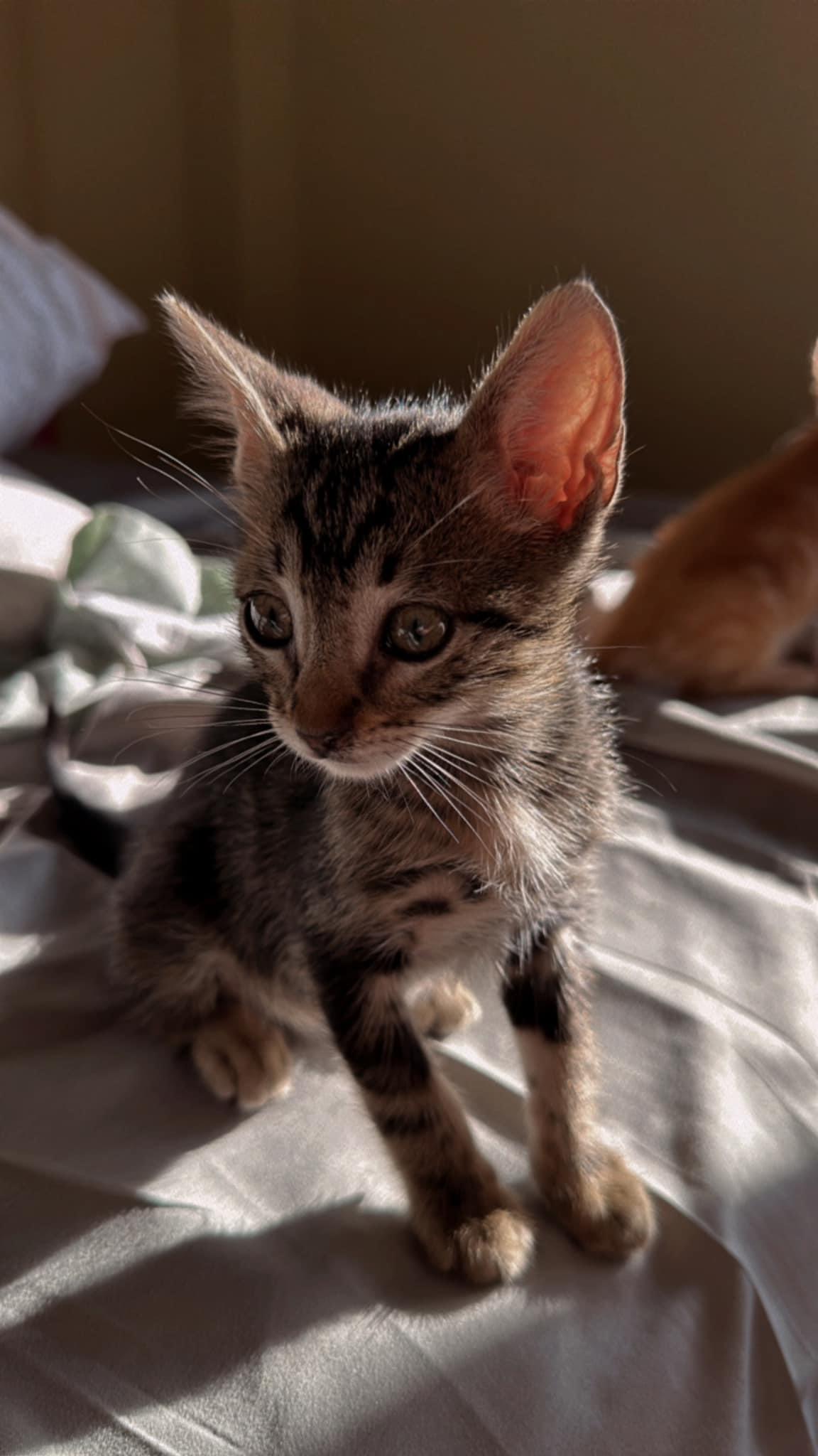 Imagen de la publicación de Adopta Una Vida