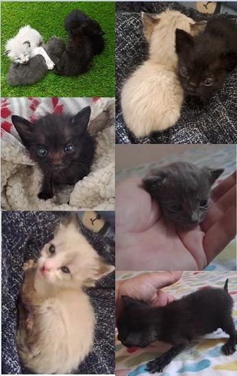 Imagen de la publicación de Adopta Una Vida