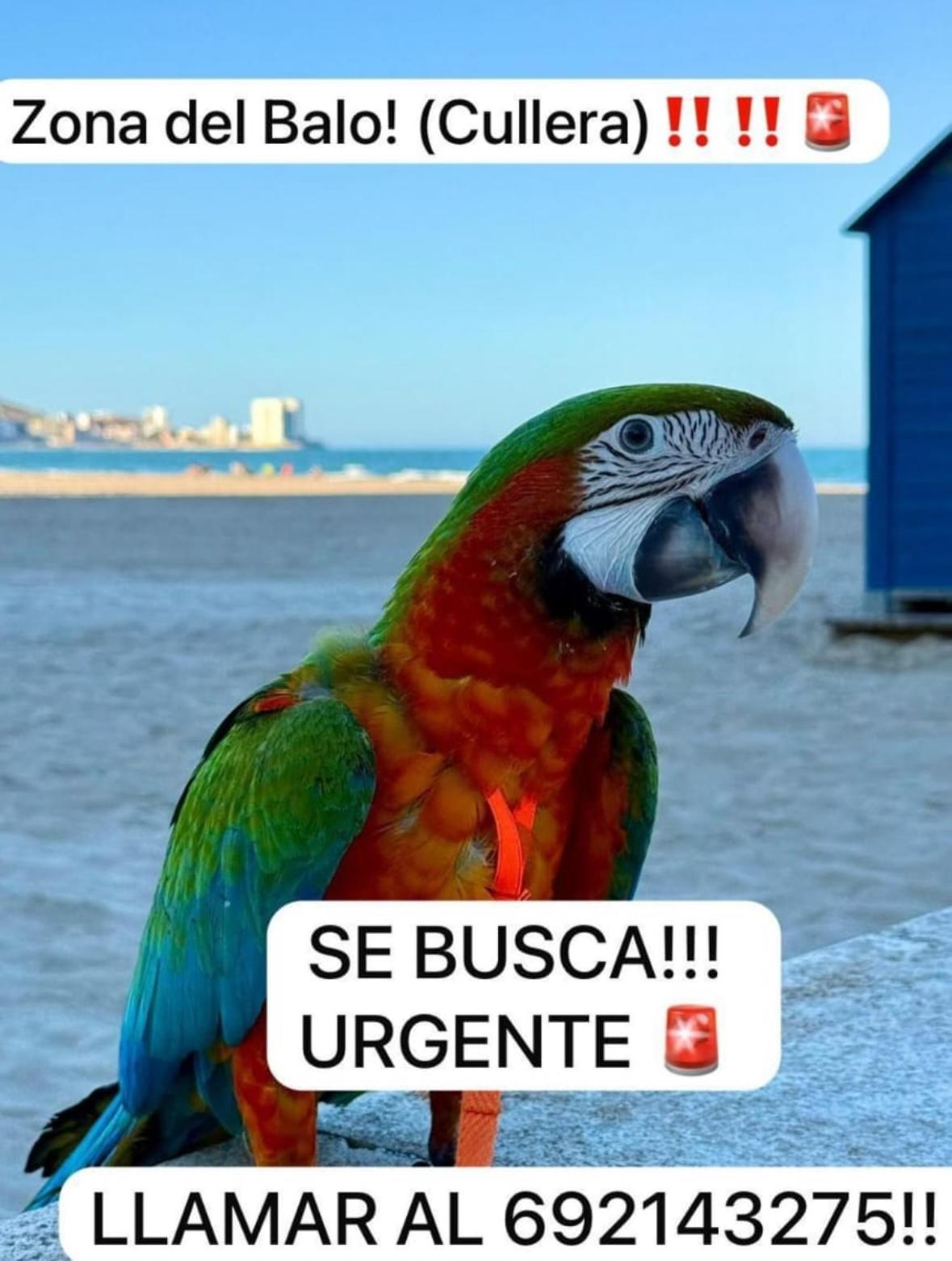 Imagen de la publicación de Adopta Una Vida