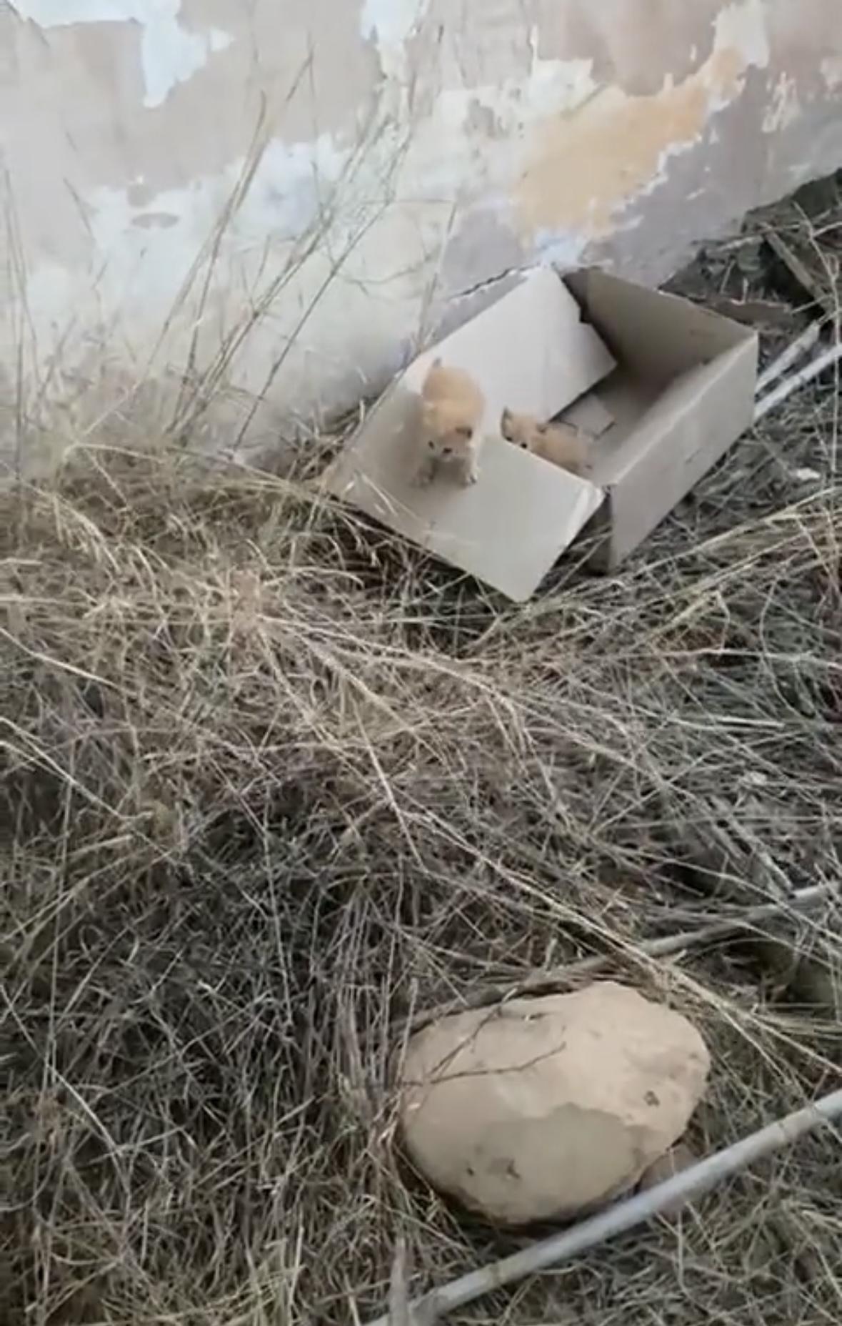 Imagen de la publicación de Adopta Una Vida