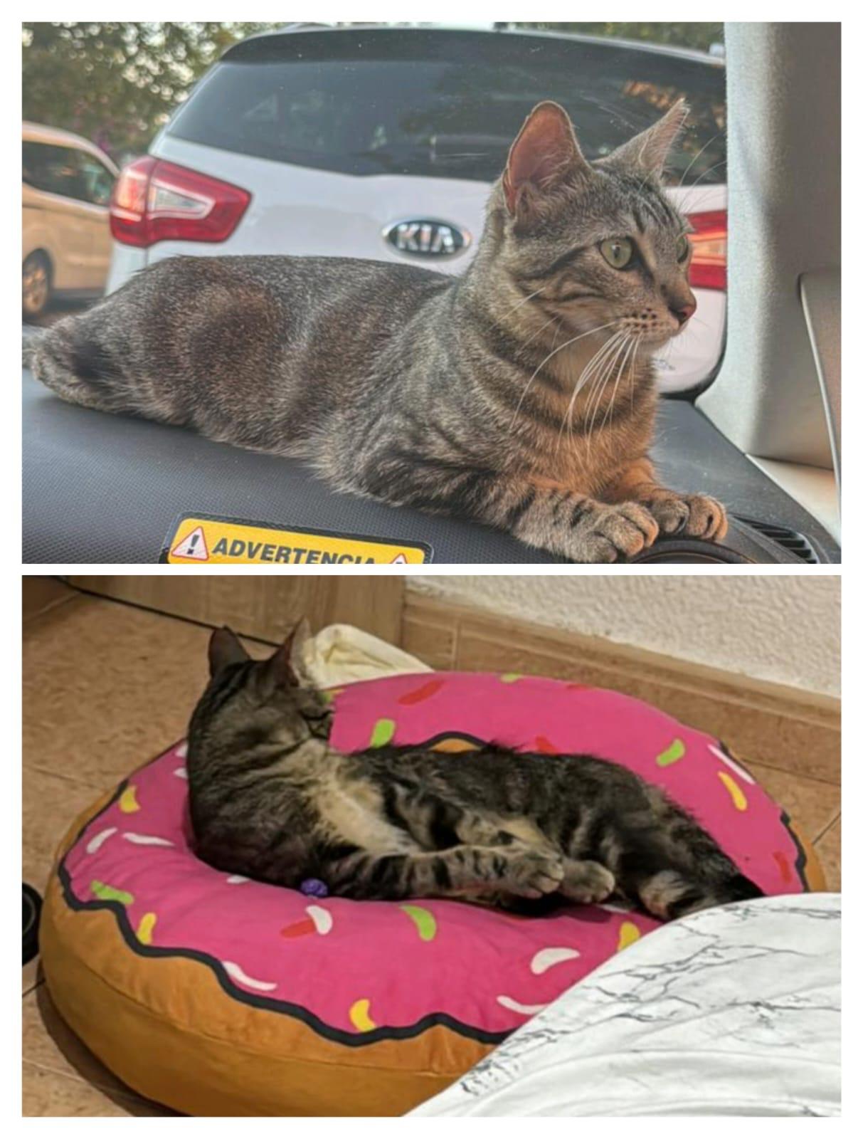 Imagen de la publicación de Adopta Una Vida