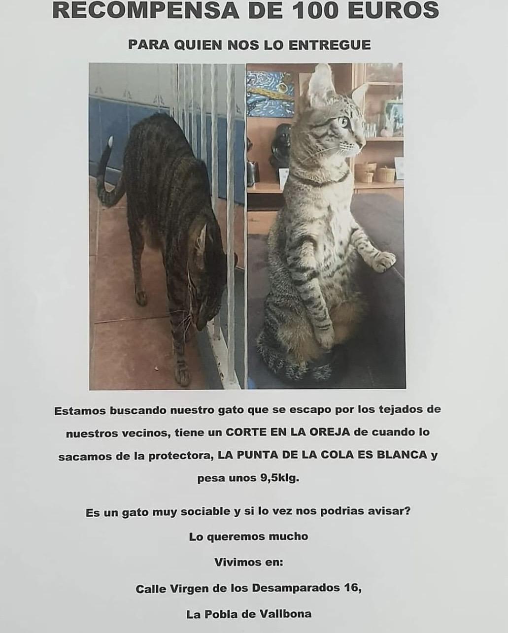 Imagen de la publicación de Adopta Una Vida