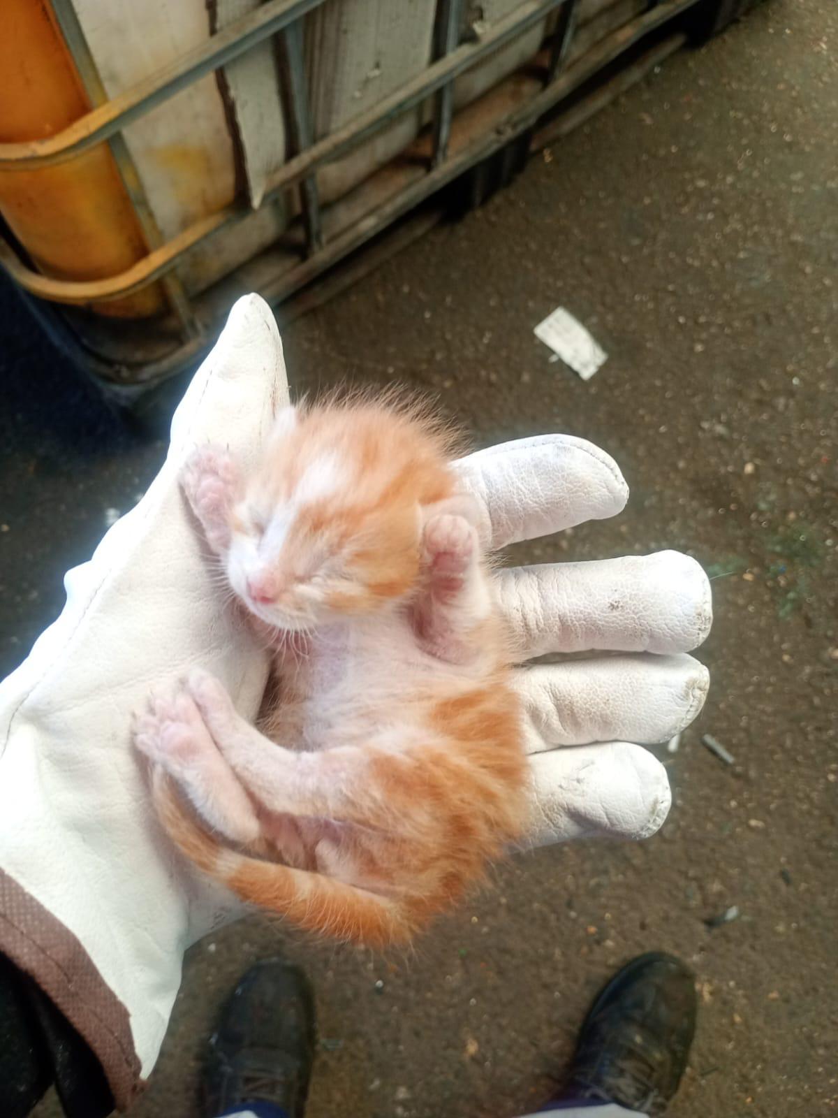 Imagen de la publicación de Adopta Una Vida