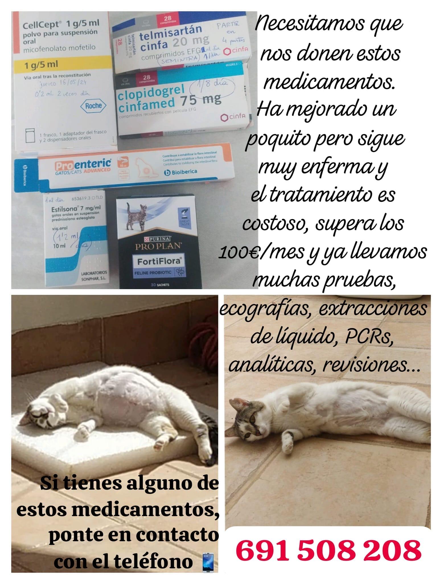 Imagen de la publicación de Adopta Una Vida