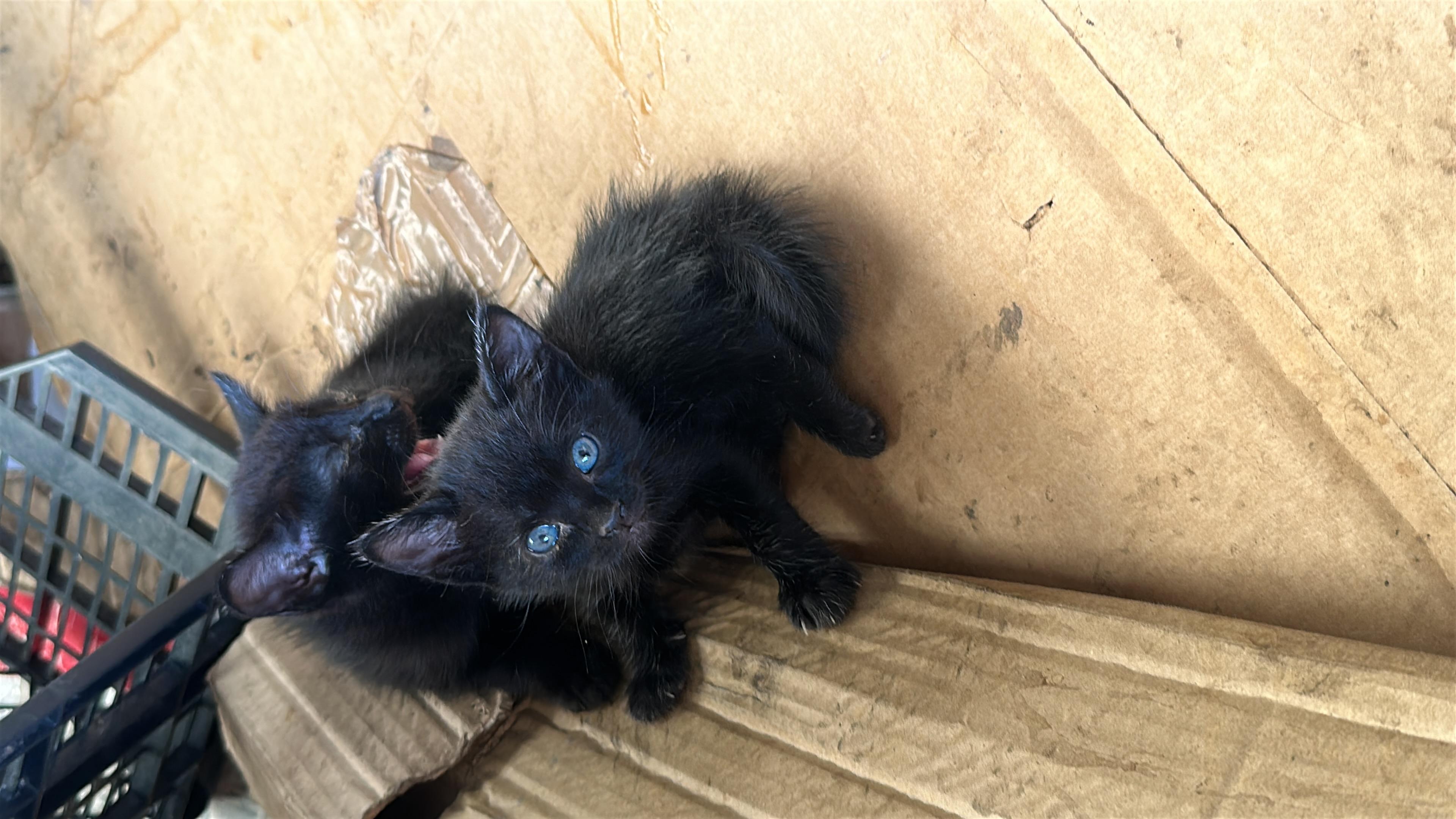 Imagen de la publicación de Adopta Una Vida