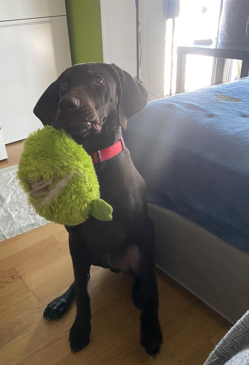Imagen de la publicación de Adopta Una Vida