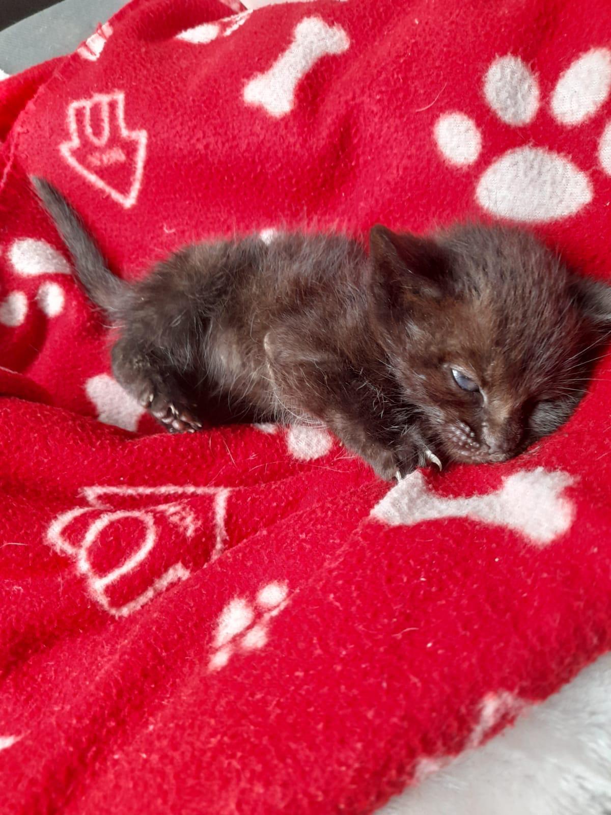 Imagen de la publicación de Adopta Una Vida