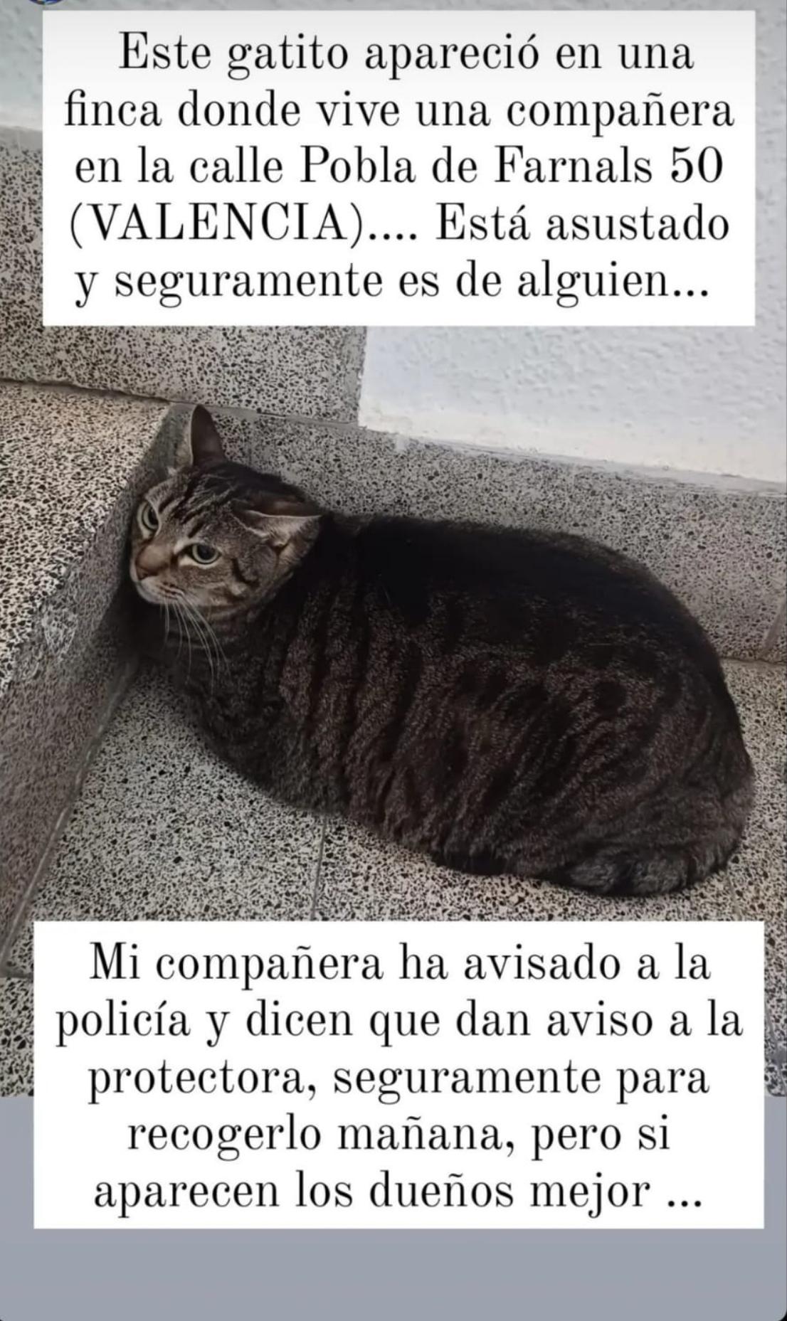 Imagen de la publicación de Adopta Una Vida