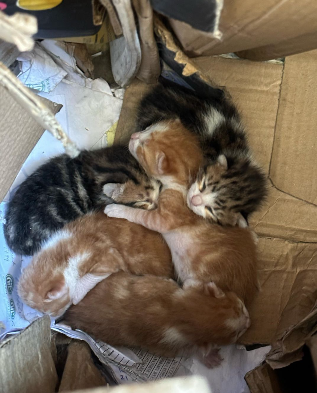 Imagen de la publicación de Adopta Una Vida