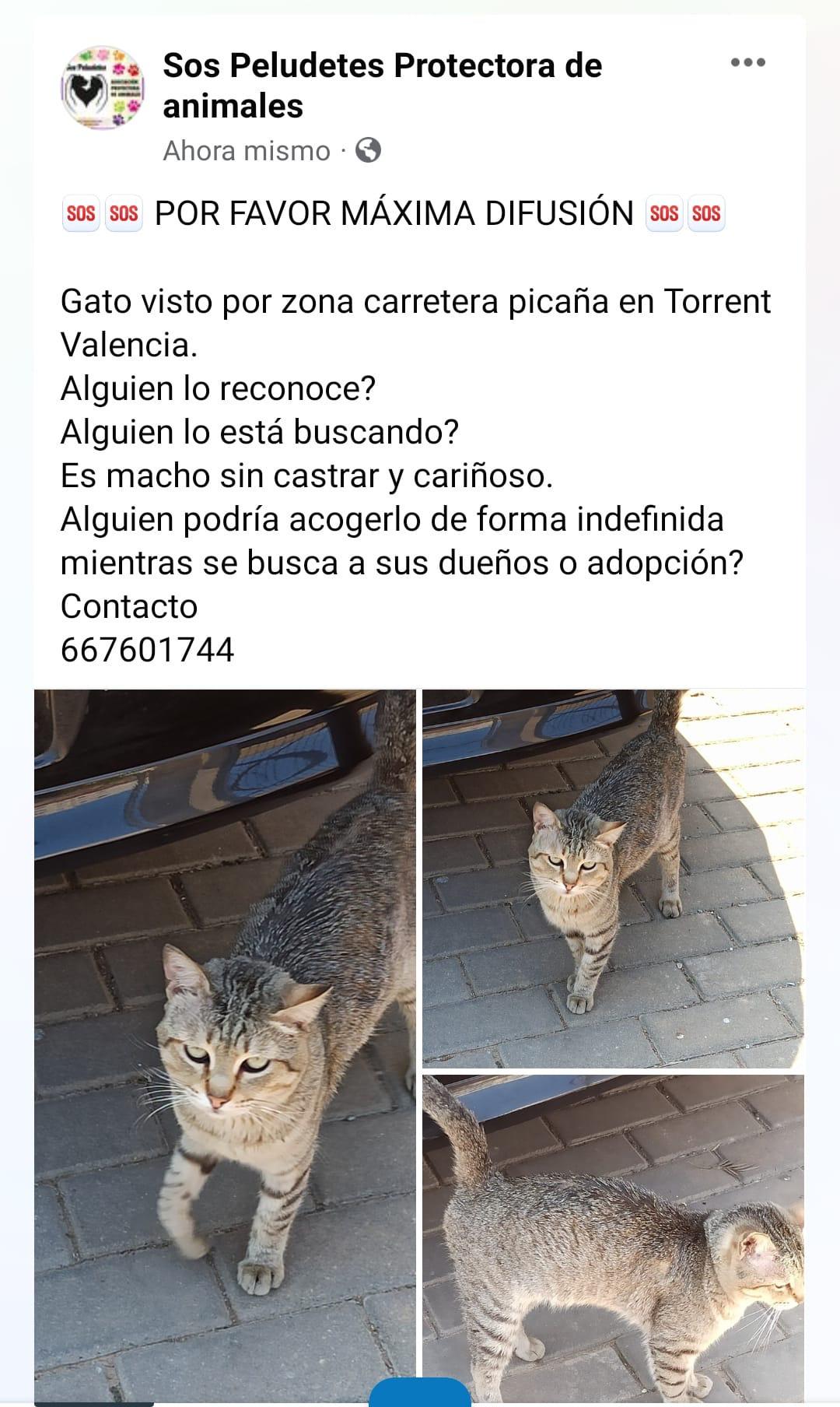 Imagen de la publicación de Adopta Una Vida