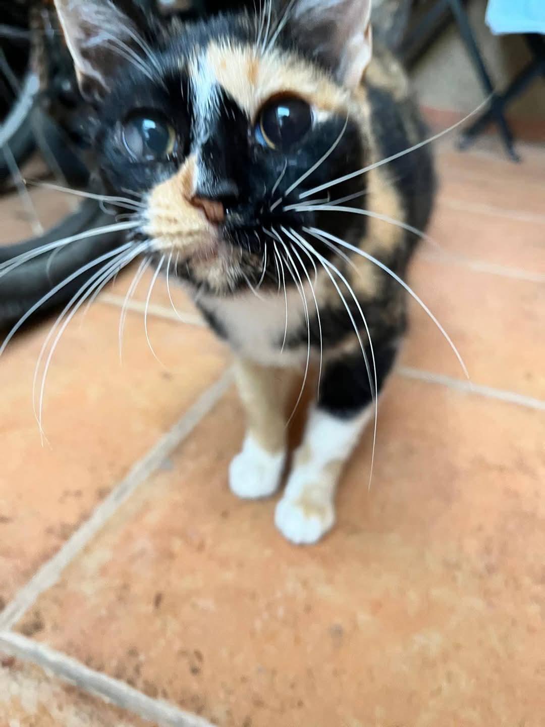 Imagen de la publicación de Adopta Una Vida