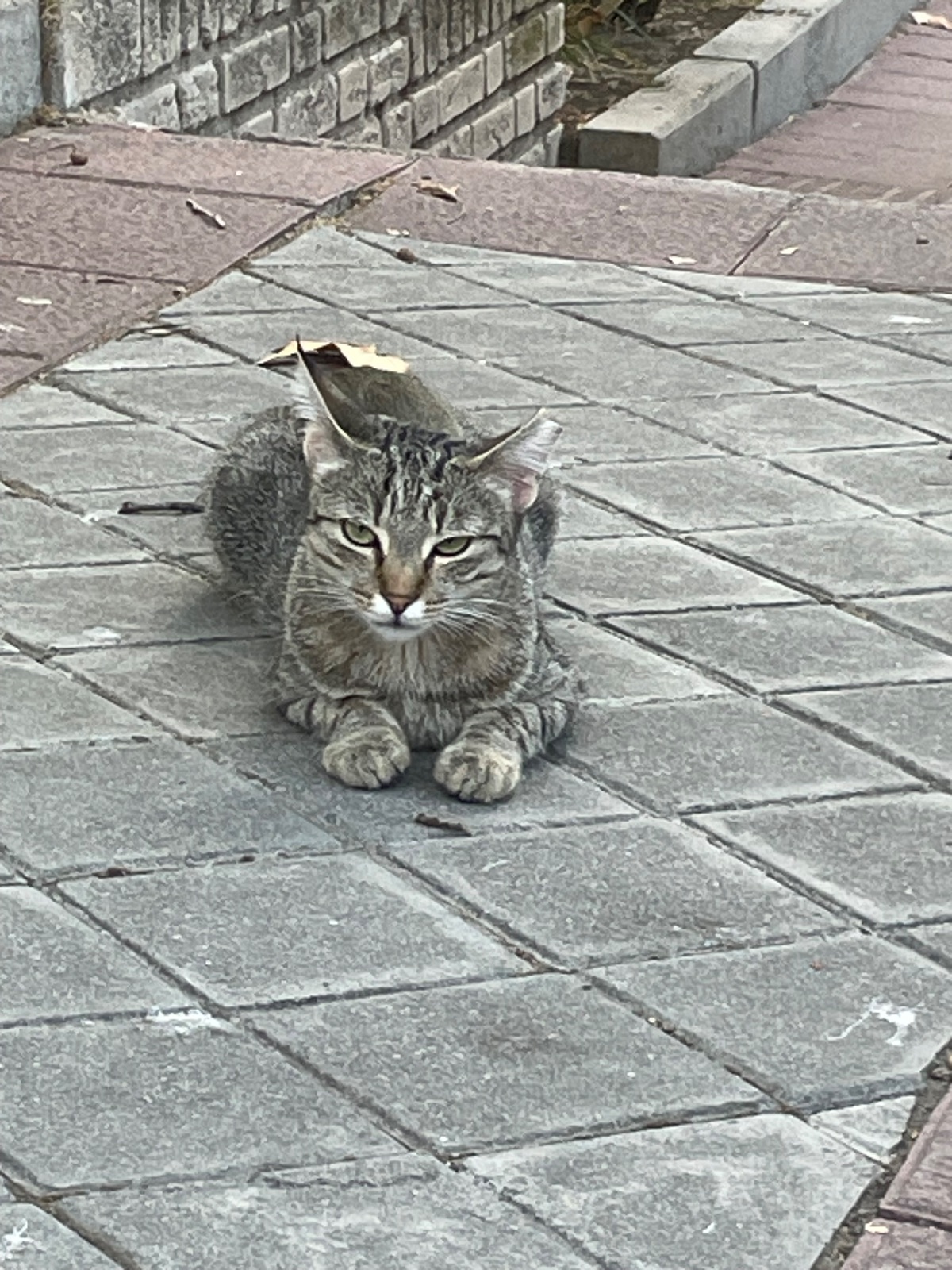 Gatita gris abandonada en calle Codorniz de Madrid