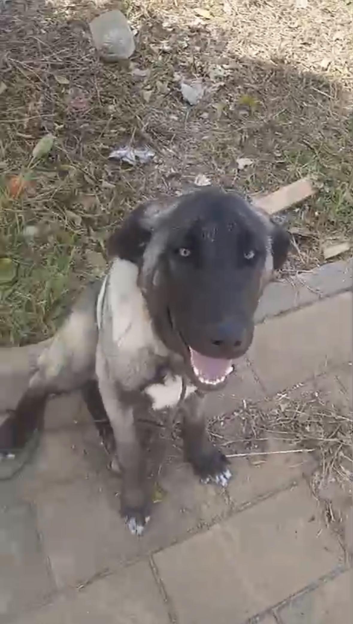 Imagen de la publicación de Adopta Una Vida