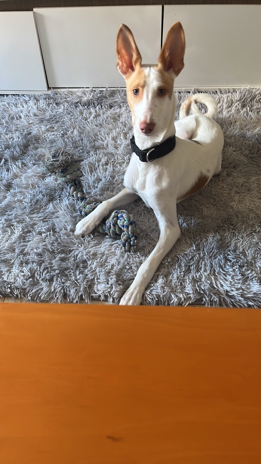 Imagen de la publicación de Adopc