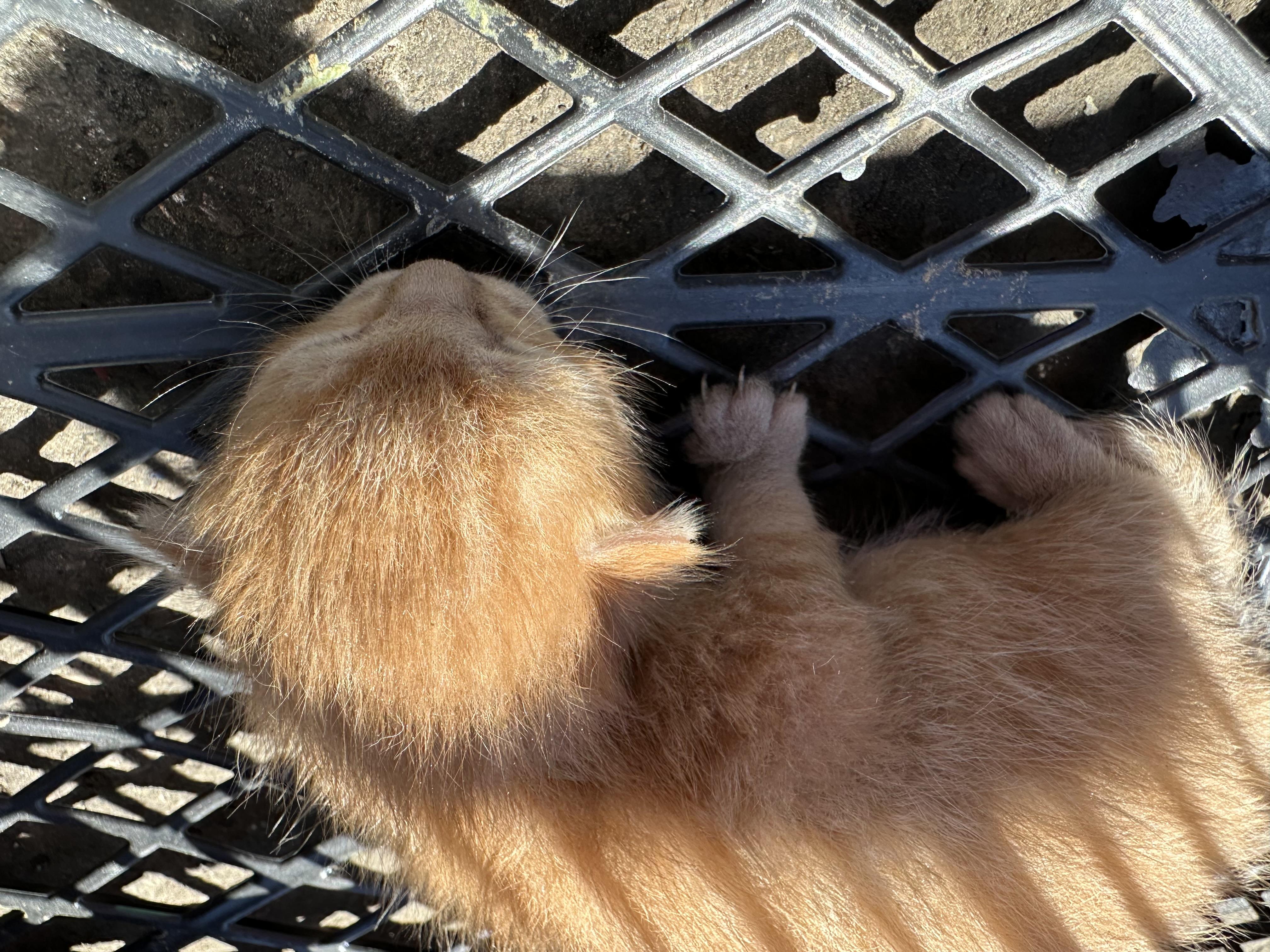 Imagen de la publicación de Adopta Una Vida