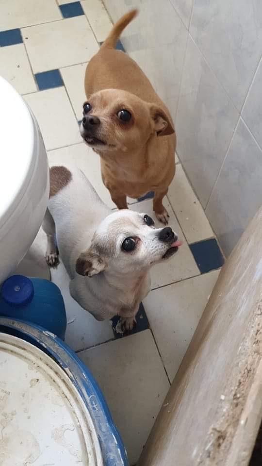 Imagen de la publicación de Adopta Una Vida