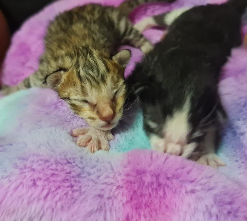 Imagen de la publicación de Adopta Una Vida