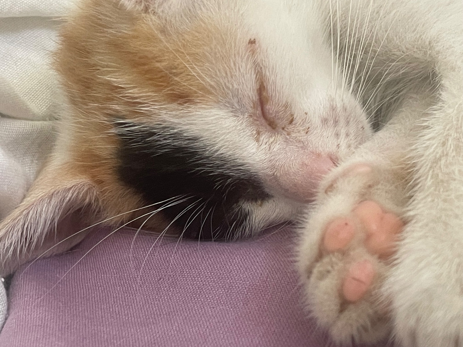 Gatita hembra (creemos) exhausta
