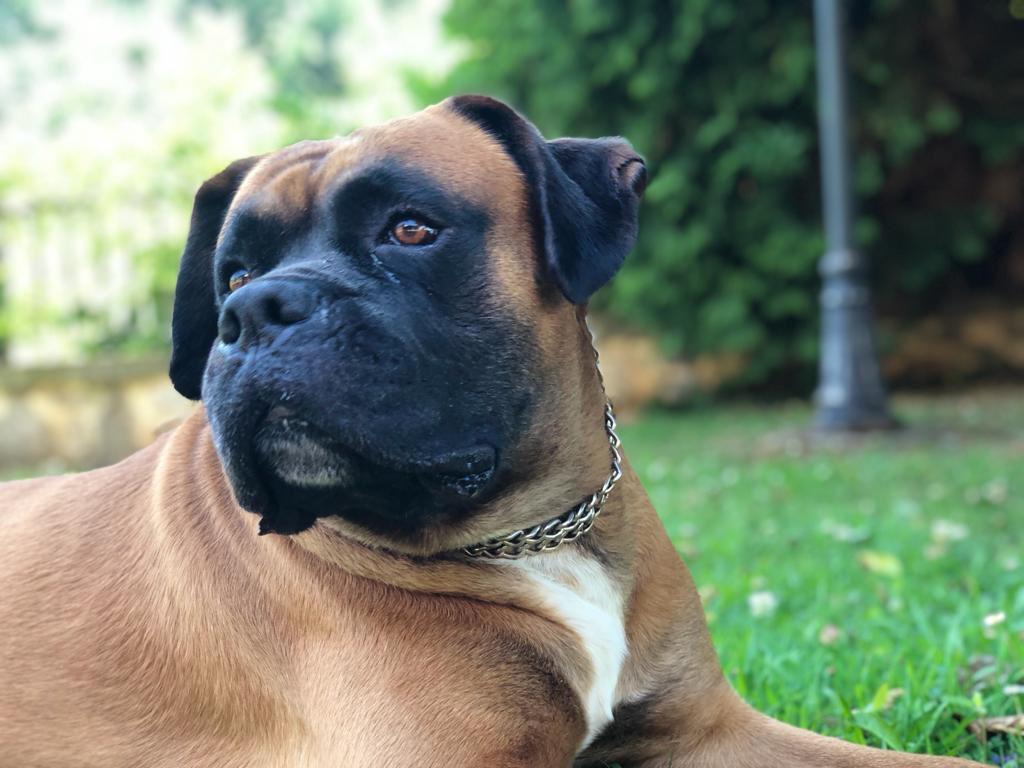 Imagen de la publicación de Adopta Una Vida