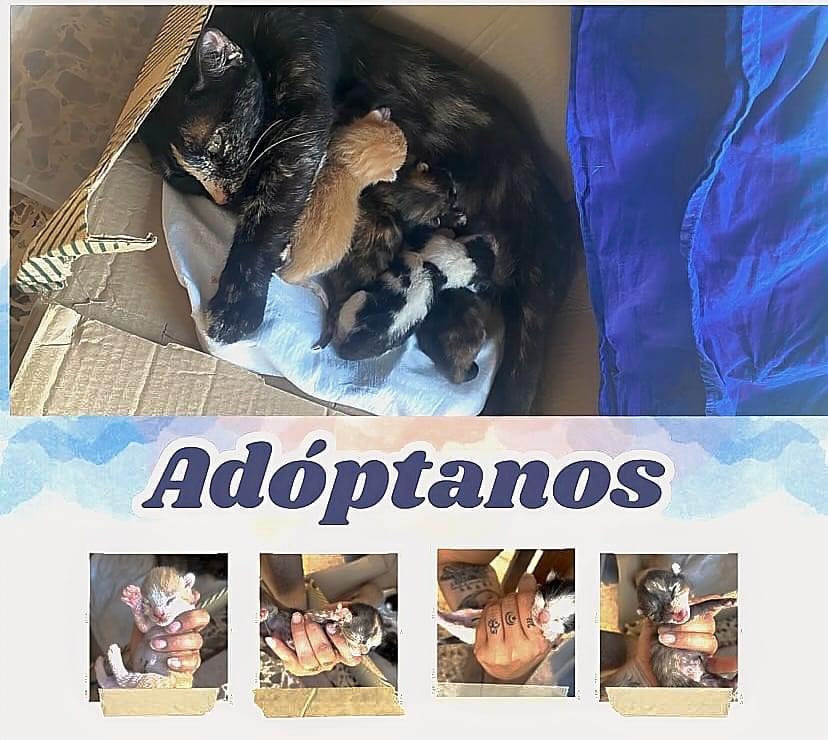 Imagen de la publicación de Adopta Una Vida