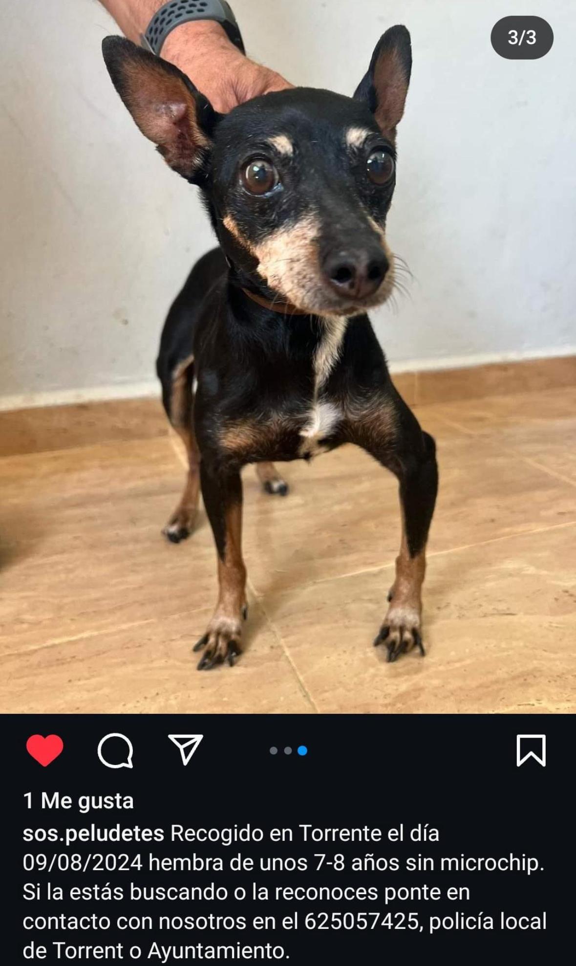 Imagen de la publicación de Adopta Una Vida