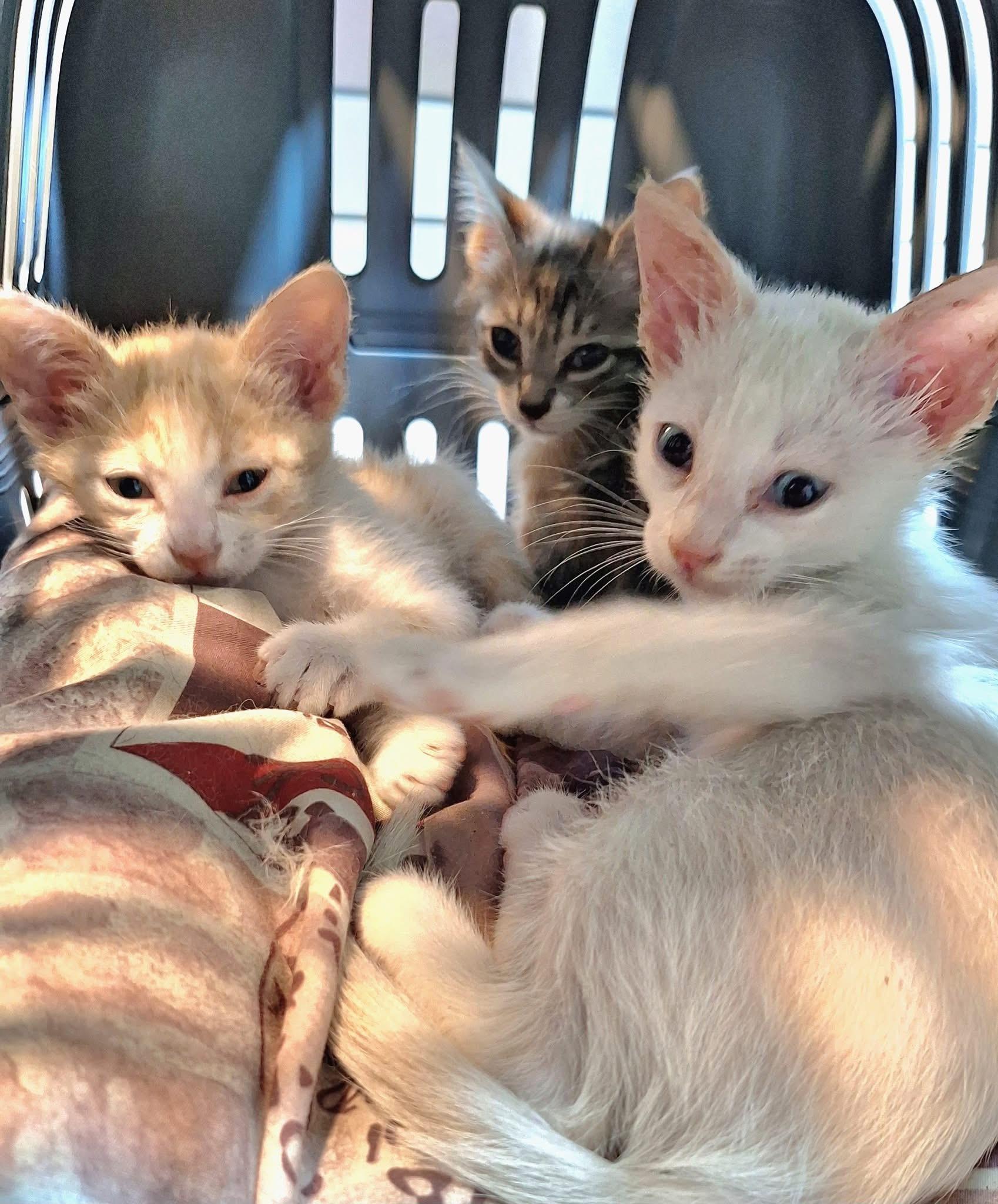Imagen de la publicación de Adopta Una Vida