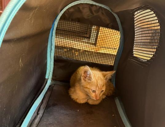 Imagen de la publicación de Adopta Una Vida