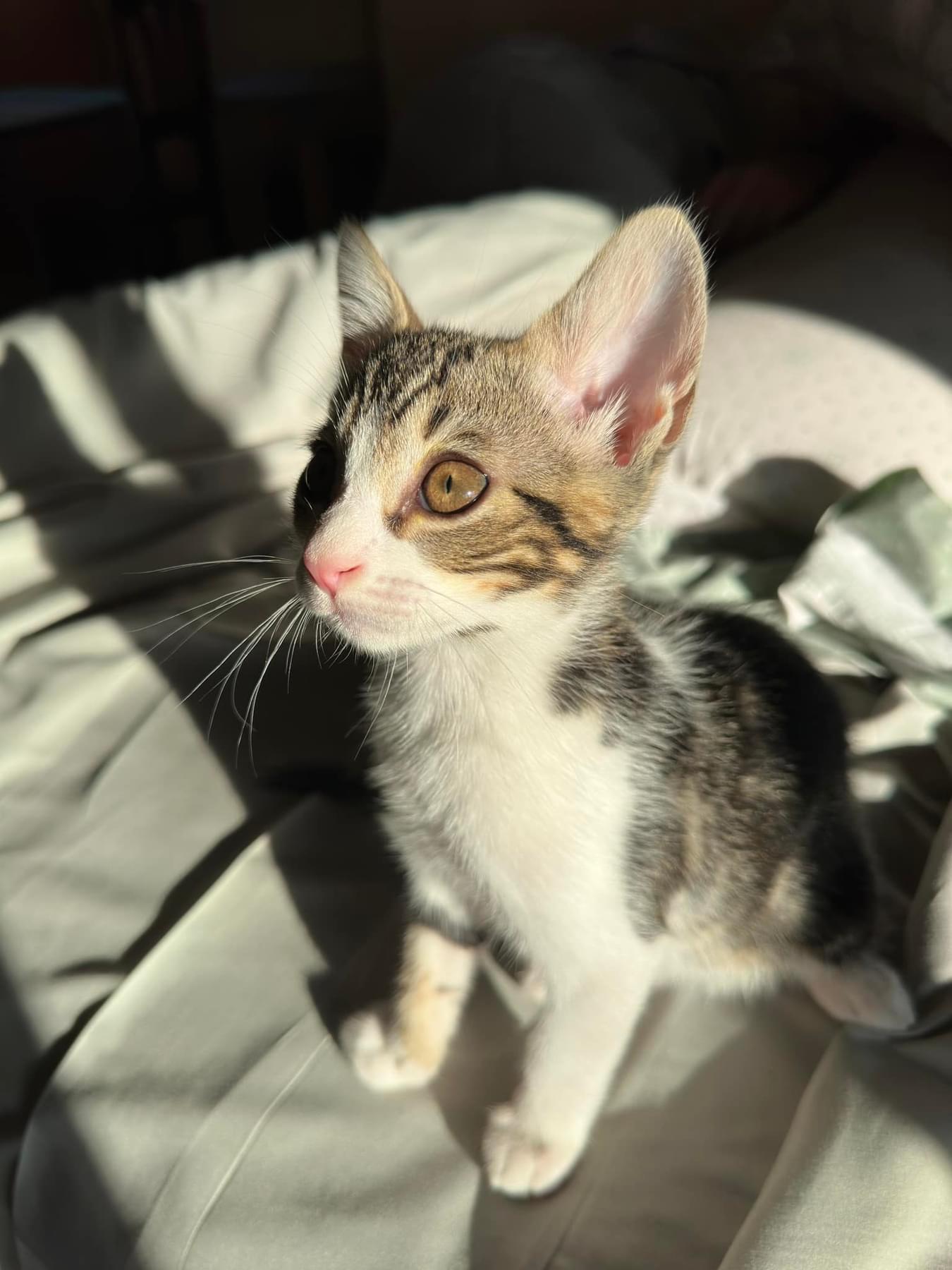Imagen de la publicación de Adopta Una Vida