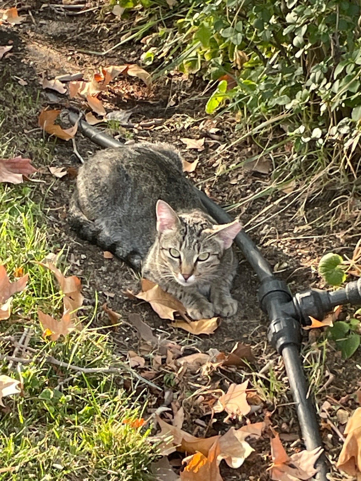 Gatita gris muy docil, tiene oreja cortada está castrada