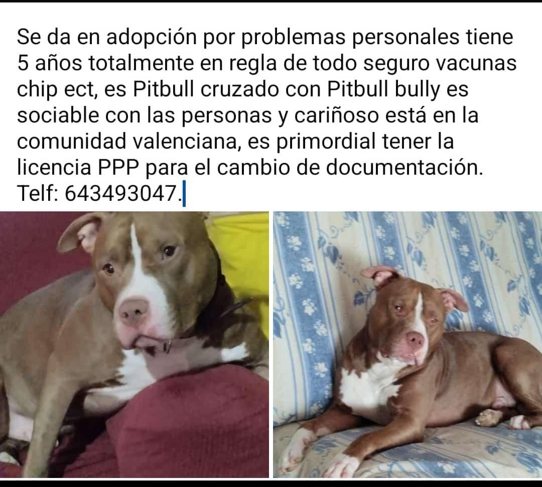 Imagen de la publicación de Adopta Una Vida