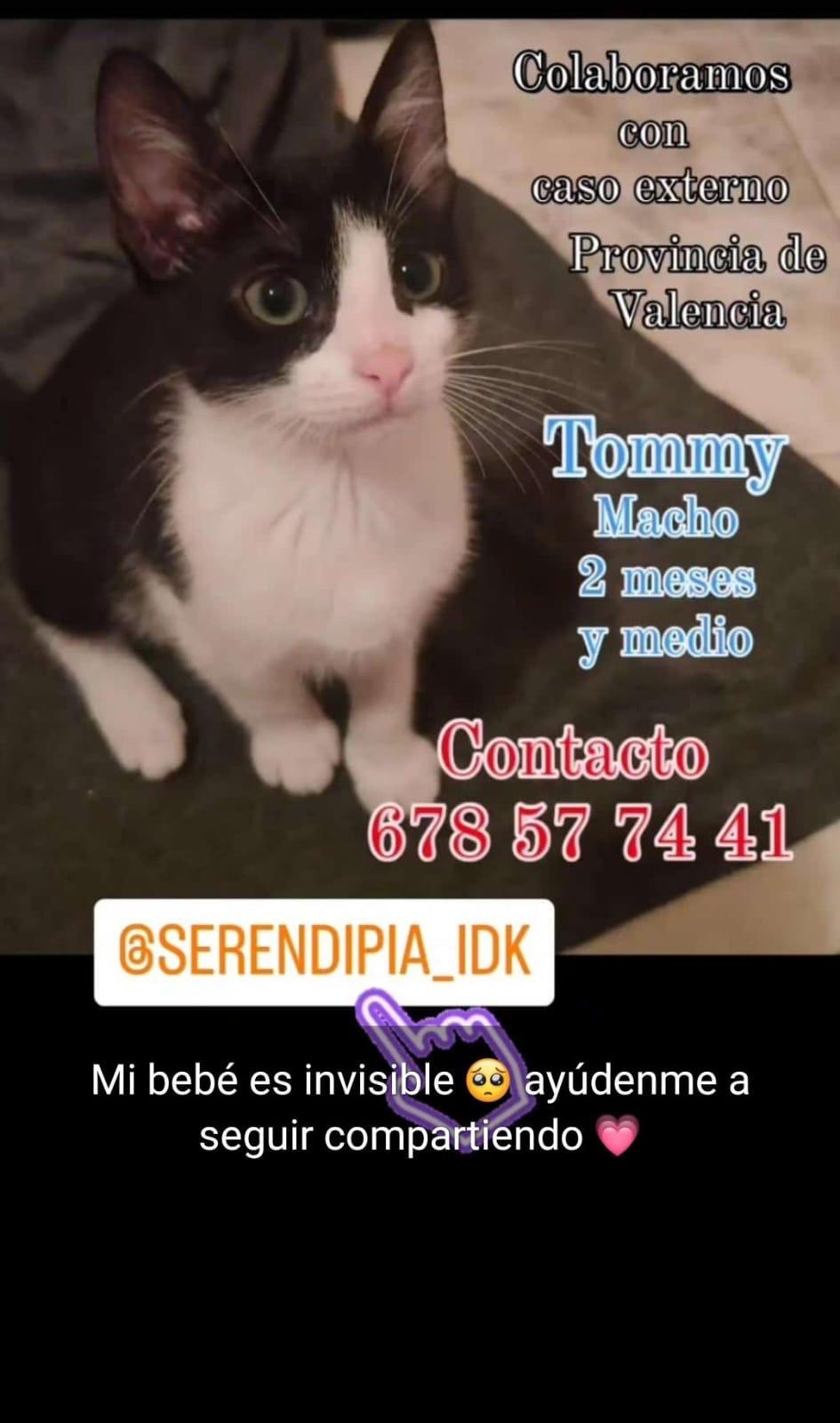 Imagen de la publicación de Adopta Una Vida