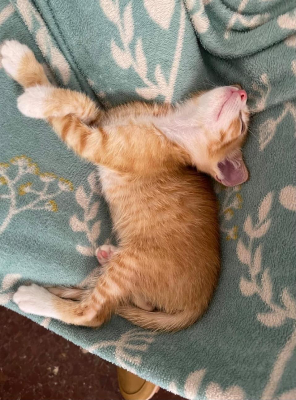 Imagen de la publicación de Adopta Una Vida