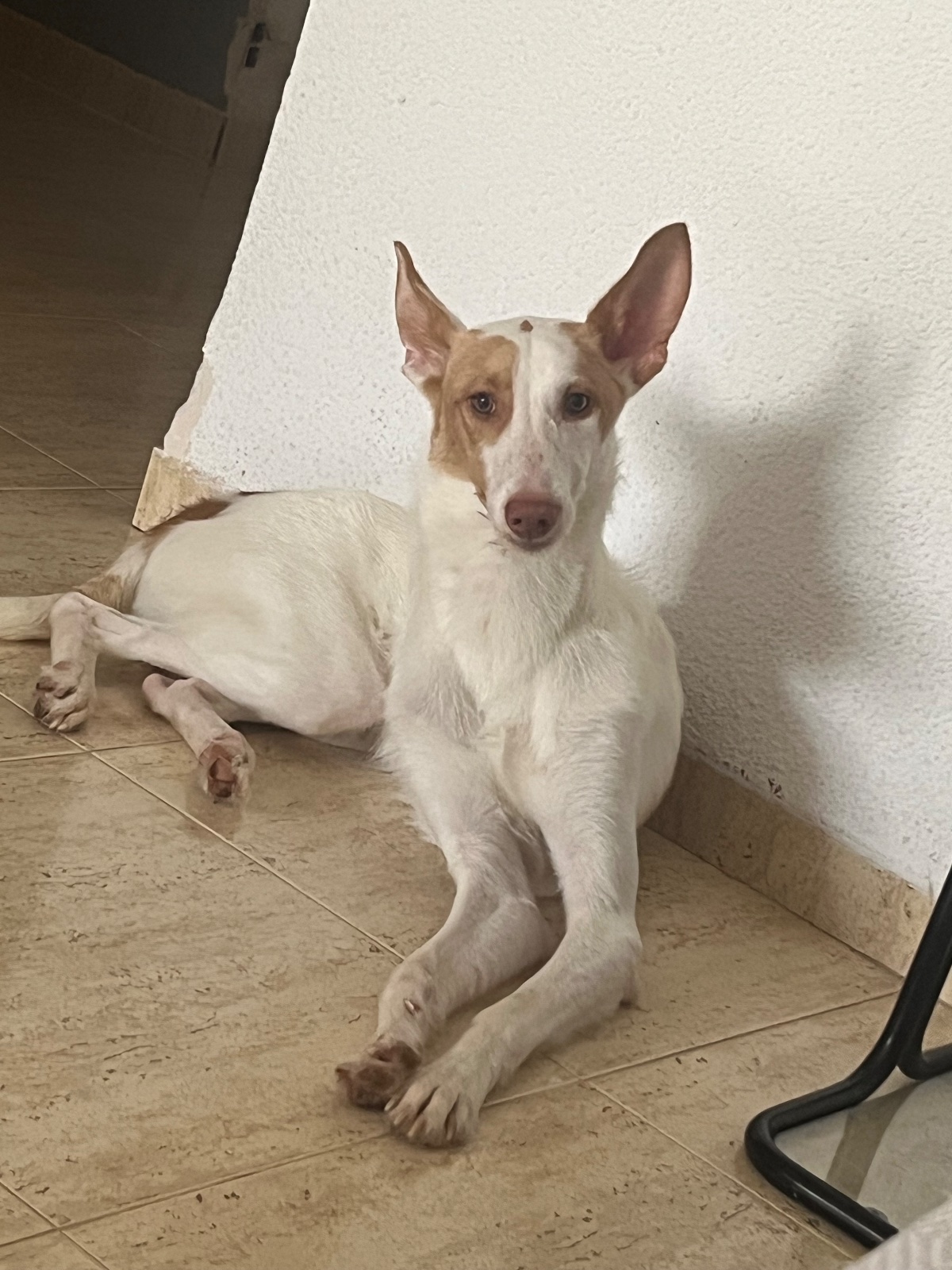 Imagen de la publicación de Adopc