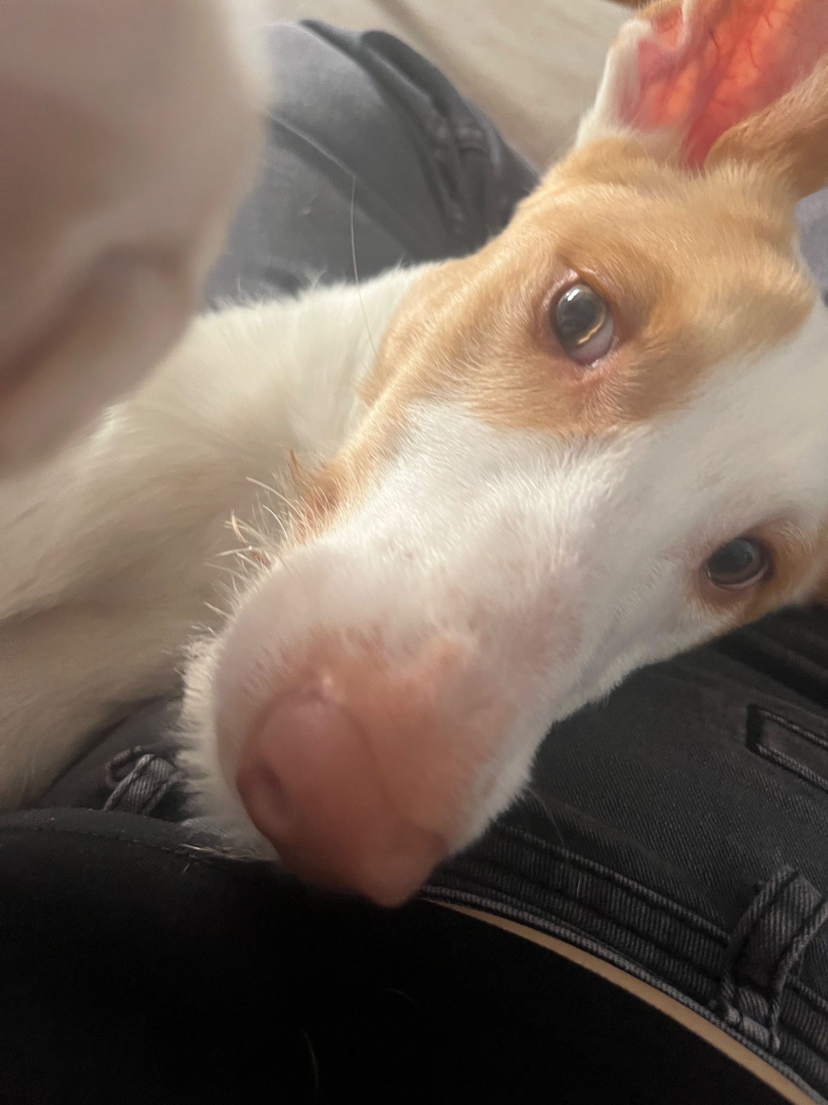 Imagen de la publicación de Adopc