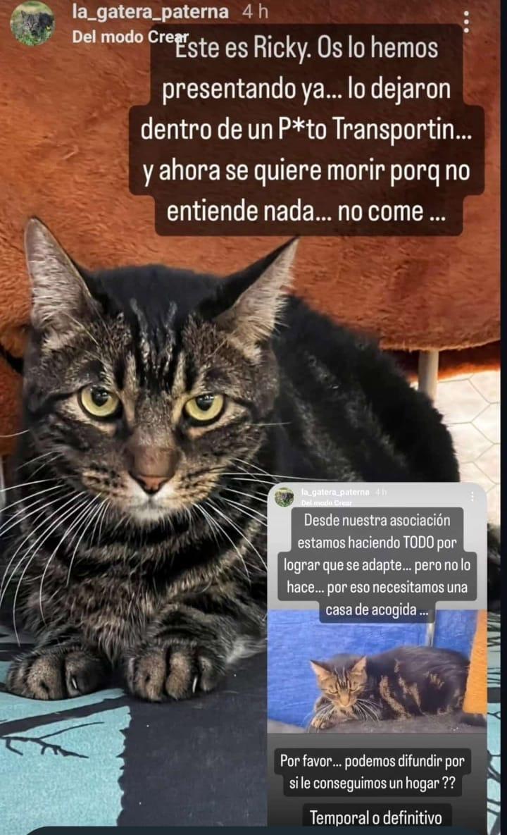 Imagen de la publicación de Adopta Una Vida