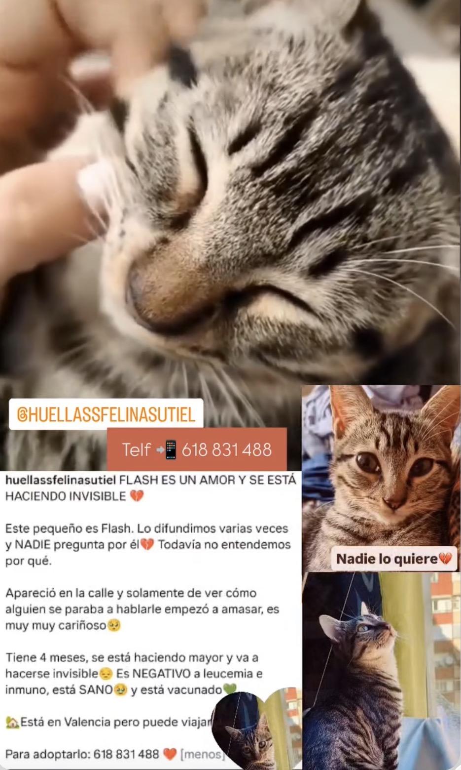 Imagen de la publicación de Adopta Una Vida