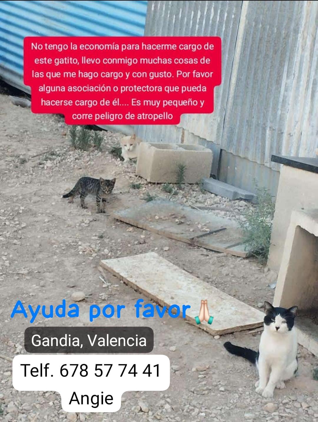 Imagen de la publicación de Adopta Una Vida