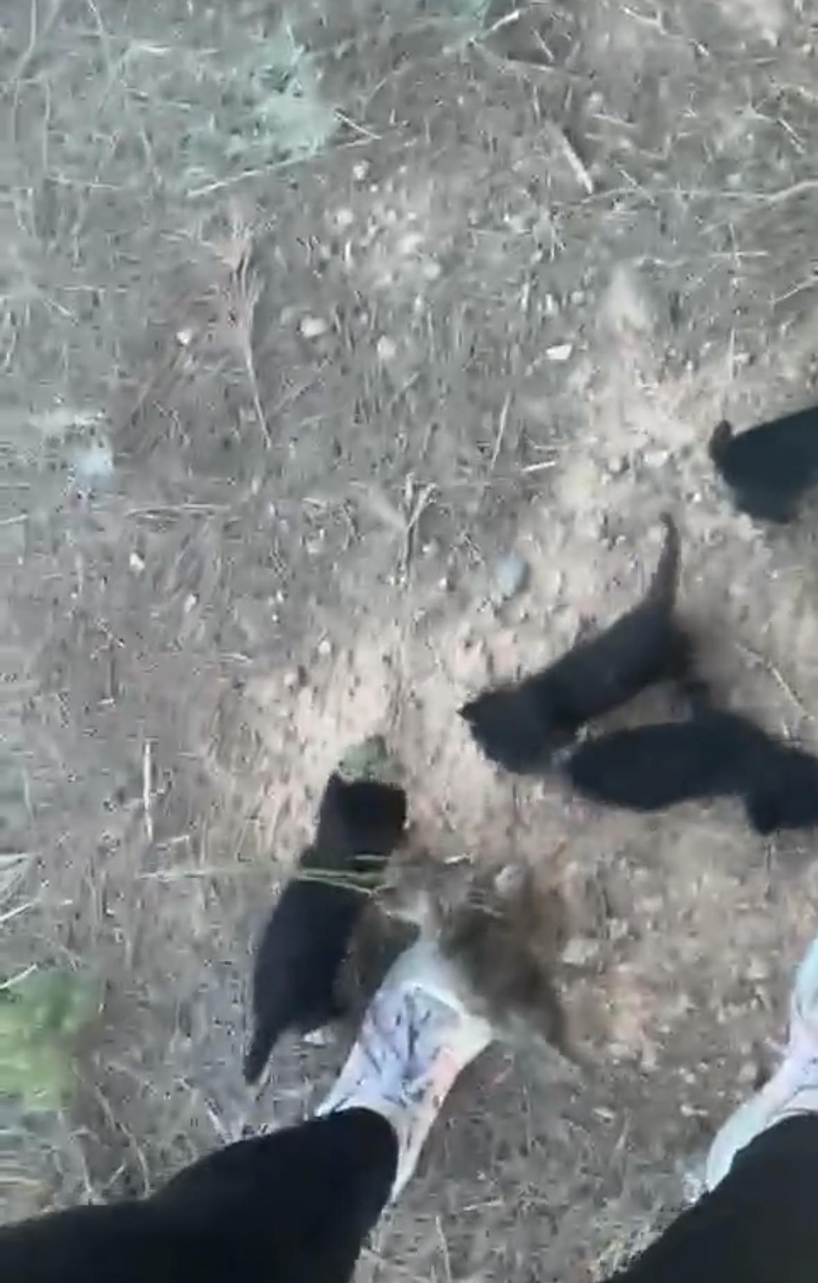 Imagen de la publicación de Adopta Una Vida