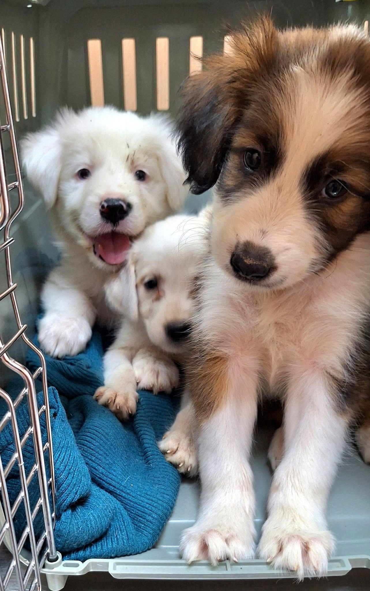 Imagen de la publicación de Adopta Una Vida