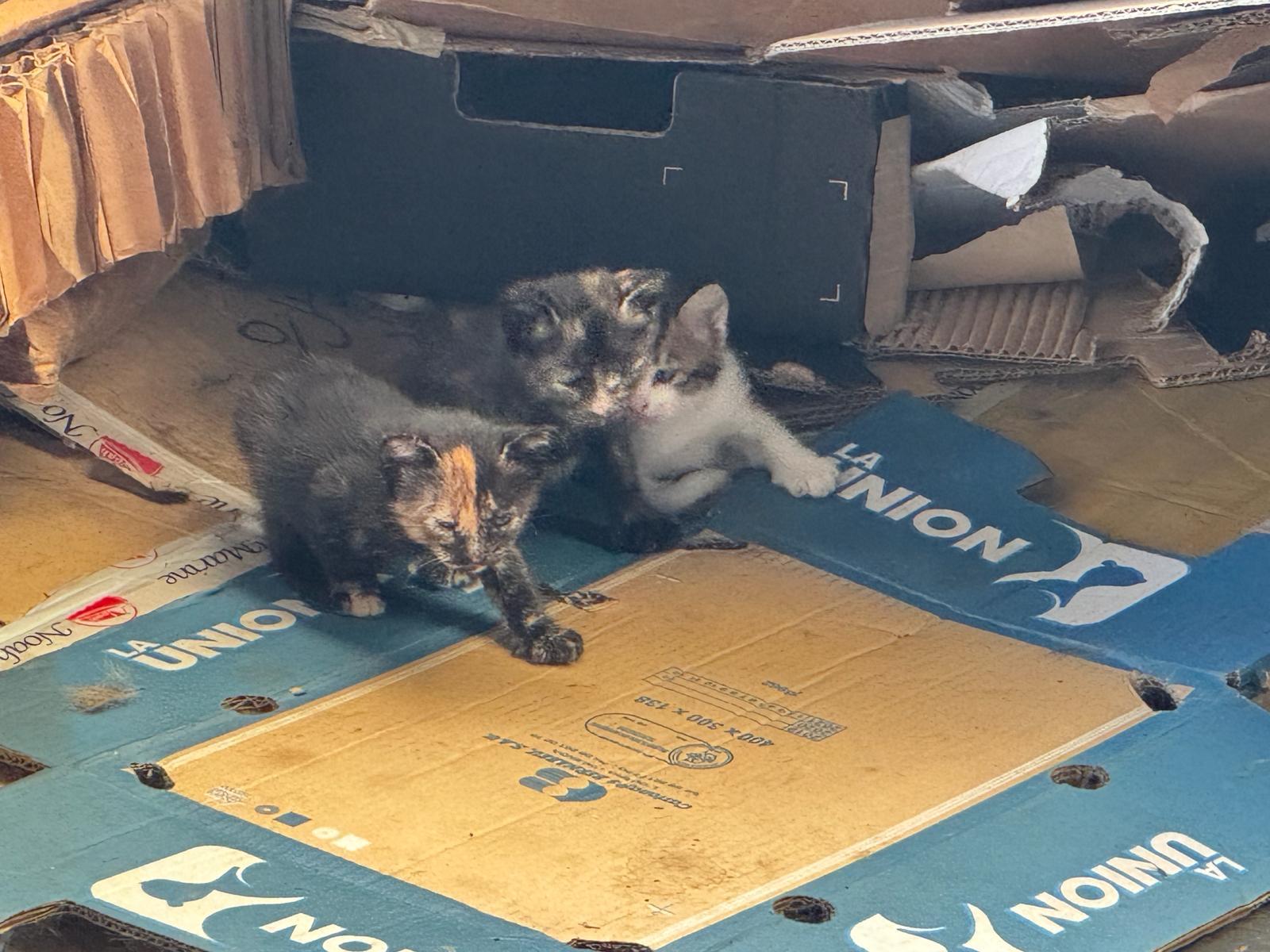 Imagen de la publicación de Adopta Una Vida