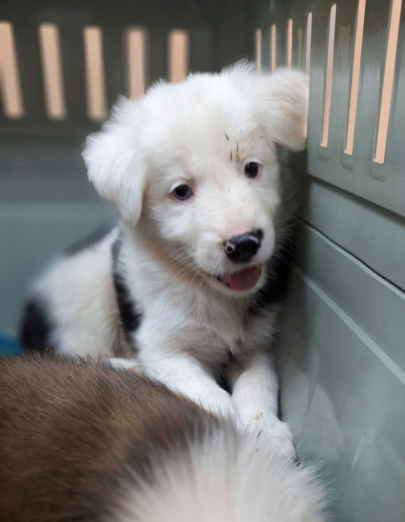 Imagen de la publicación de Adopta Una Vida